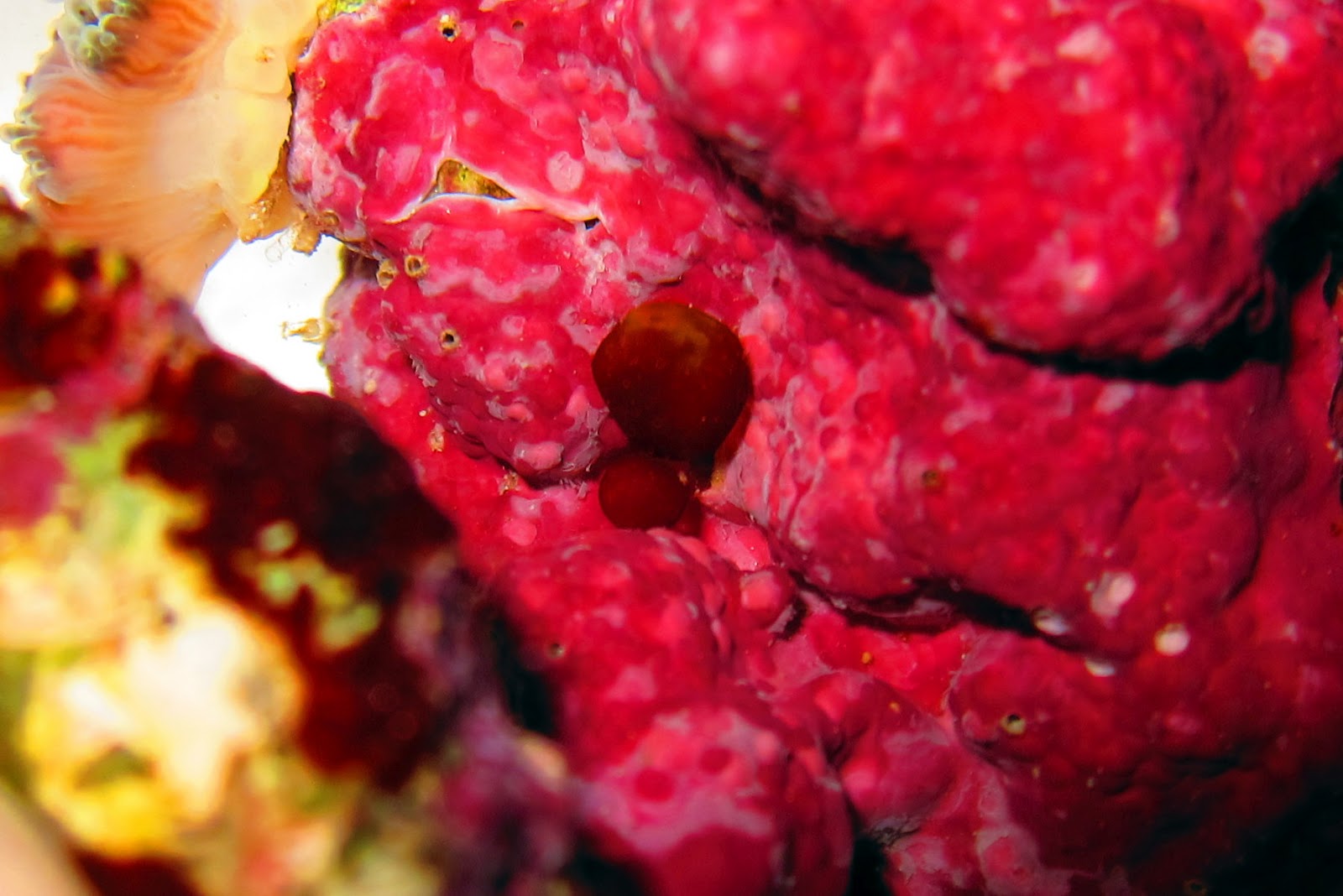 Red Bubble Algae